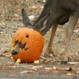 Pumpkin Head Door County Style